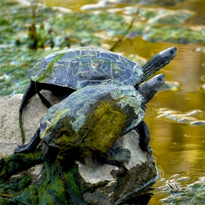 Deux tortues sur un rocher au bord de l'eau - Turquie  - collection de photos clin d'oeil, catégorie animaux